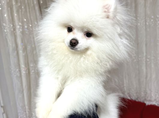 Pomerian Boo Yavru görsel