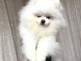 Pomerian Boo Yavru