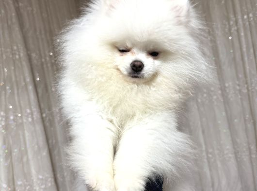 Pomerian Boo Yavru görsel