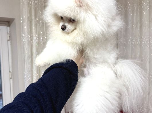 Pomerian Boo Yavru görsel
