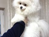 Pomerian boo yavru