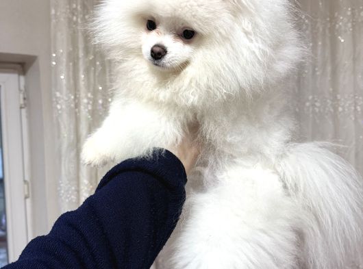 Pomerian Boo Yavru
