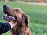 Rezerveye açık golden retriwer bebekler