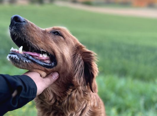 Rezerveye Açık Golden Retriwer Bebekler