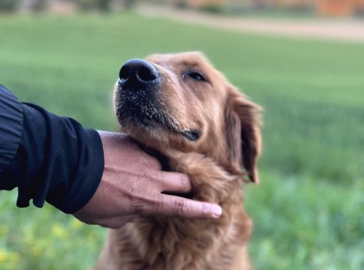 Rezerveye Açık Golden Retriwer Bebekler görsel