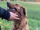 Rezerveye Açık Golden Retriwer Bebekler