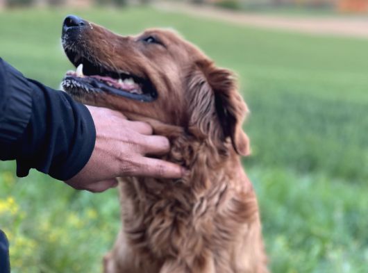 Rezerveye Açık Golden Retriwer Bebekler görsel