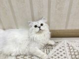 2 Aylık Dünya Güzeli Yavrular