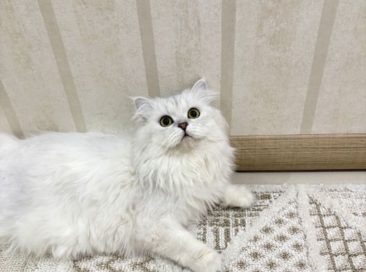 2 Aylık Dünya Güzeli Yavrular görsel