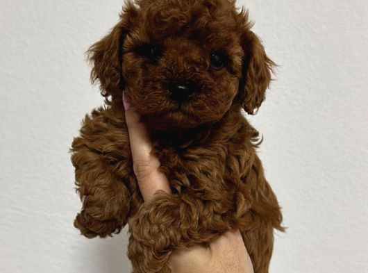 Toy Poodle Sevi̇mli̇ Yavrular Ev Üreti̇mi̇ görsel