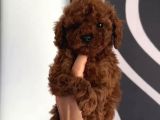 Toy Poodle Sevi̇mli̇ Yavrular Ev Üreti̇mi̇