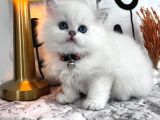 ırkırkının en iyisi moncik yavrularımız Sizi bekliyor
