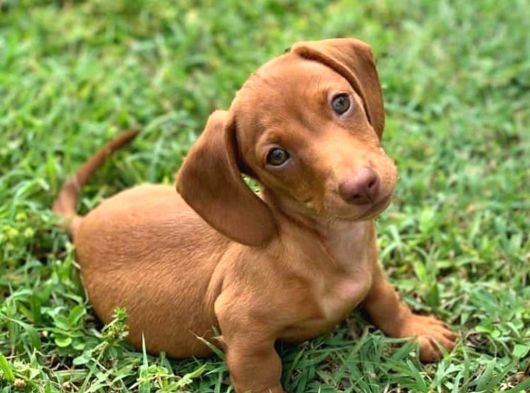 Mağazamızdan Dachshund Irkı Yavrumuz En Kaliteli Ve Uyguna