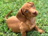 Mağazamızdan Dachshund Irkı Yavrumuz En Kaliteli Ve Uyguna