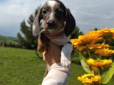 dapple dachund yavrular