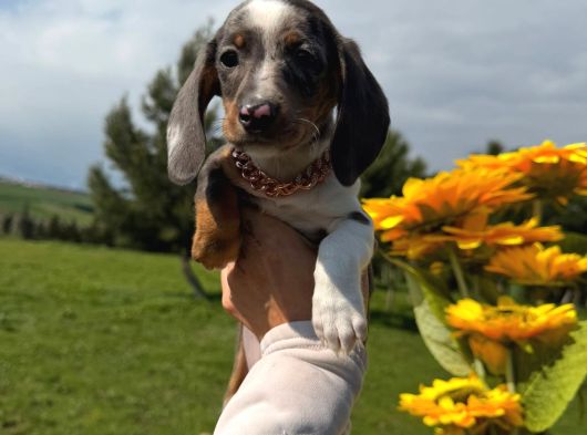Dapple Dachund Yavrular