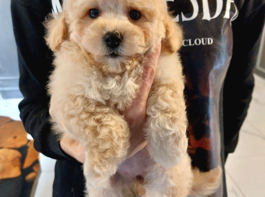 Türki̇yeni̇n En Özel Malti̇poo Yavrulari̇ Istanbul görsel