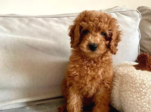 Toy Poodle Sevi̇mli̇ Yavrular Ev Üreti̇mi̇ görsel