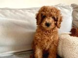 Toy Poodle Sevi̇mli̇ Yavrular Ev Üreti̇mi̇