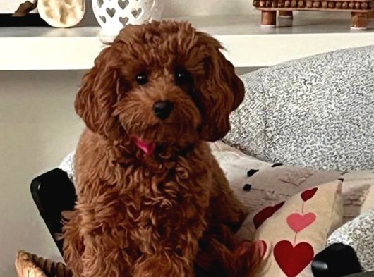 Toy Poodle Sevi̇mli̇ Yavrular Ev Üreti̇mi̇ görsel