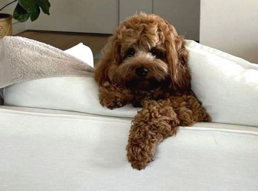 Toy Poodle Sevi̇mli̇ Yavrular Ev Üreti̇mi̇