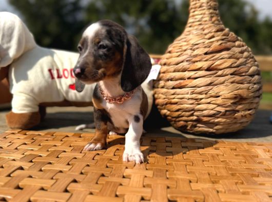Dapple Dachund Yavrular görsel