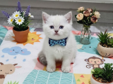 Ponçiklerim teslime hazır