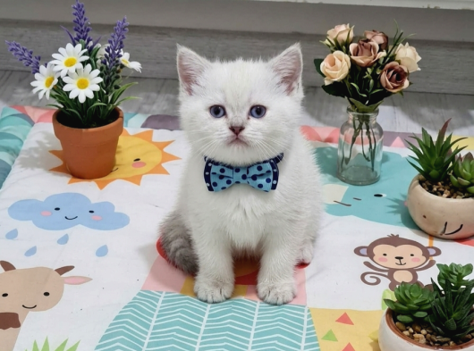 Ponçiklerim Teslime Hazır