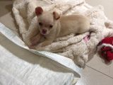 4 Aylık Chihuahua