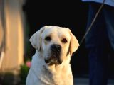 Labrador Retriever Yavrulari Istanbul