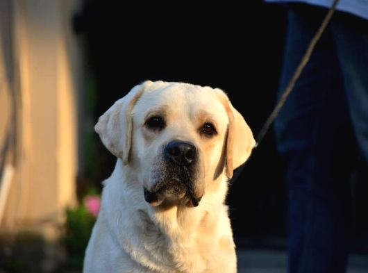 Labrador Retriever Yavrulari Istanbul görsel