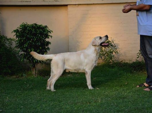Labrador Retriever Yavrulari Istanbul görsel