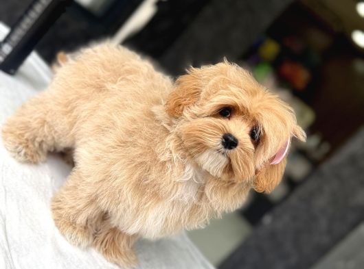 Türki̇yeni̇n En Özel Malti̇poo Yavrulari̇ Istanbul görsel
