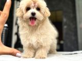 Türki̇yeni̇n En Özel Malti̇poo Yavrulari̇ Istanbul