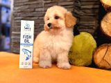 Türki̇yeni̇n En Özel Malti̇poo Yavrulari̇ Istanbul