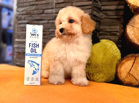 Türki̇yeni̇n En Özel Malti̇poo Yavrulari̇ Istanbul görsel
