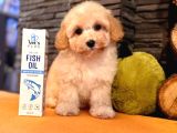 Türki̇yeni̇n En Özel Malti̇poo Yavrulari̇ Istanbul