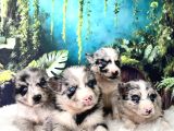 Türkiyenin Ilk Ve Tek Merle Husky Bebekleri
