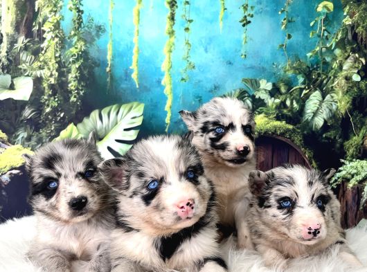 Türkiyenin Ilk Ve Tek Merle Husky Bebekleri görsel