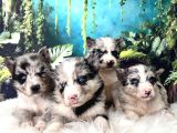Türkiyenin Ilk Ve Tek Merle Husky Bebekleri