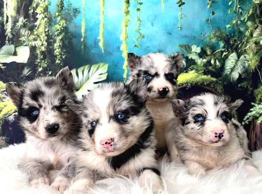 Türkiyenin Ilk Ve Tek Merle Husky Bebekleri görsel