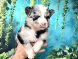 Türkiyenin Ilk Ve Tek Merle Husky Bebekleri