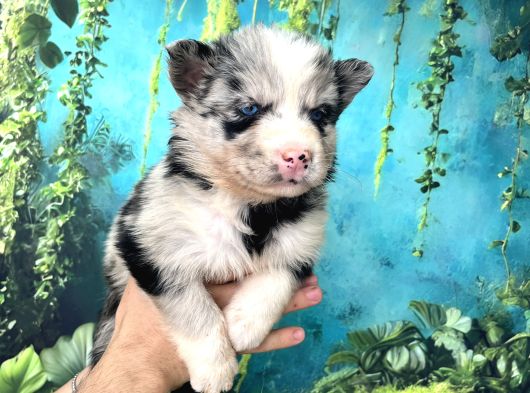 Türkiyenin Ilk Ve Tek Merle Husky Bebekleri görsel