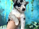 Türkiyenin Ilk Ve Tek Merle Husky Bebekleri