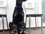 Europan Dobermanlar  Gel Gör Al