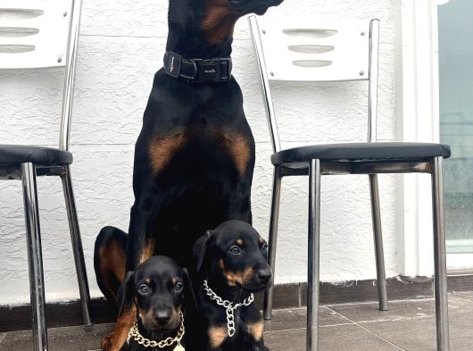 Europan Dobermanlar  Gel Gör Al görsel