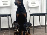 Europan dobermanlar  gel gör al