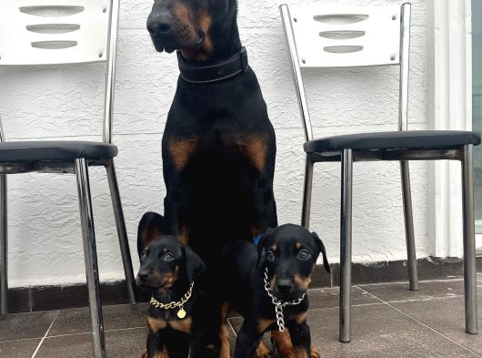 Europan Dobermanlar  Gel Gör Al