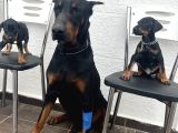 Europan Dobermanlar  Gel Gör Al