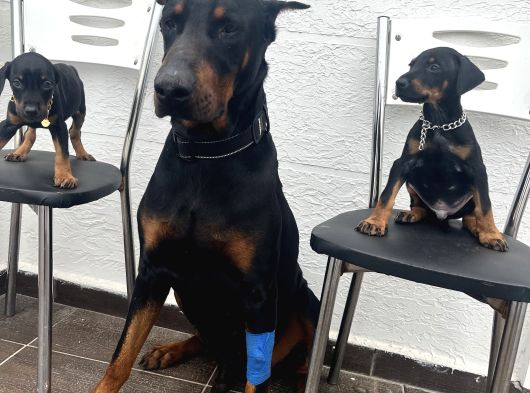 Europan Dobermanlar  Gel Gör Al görsel